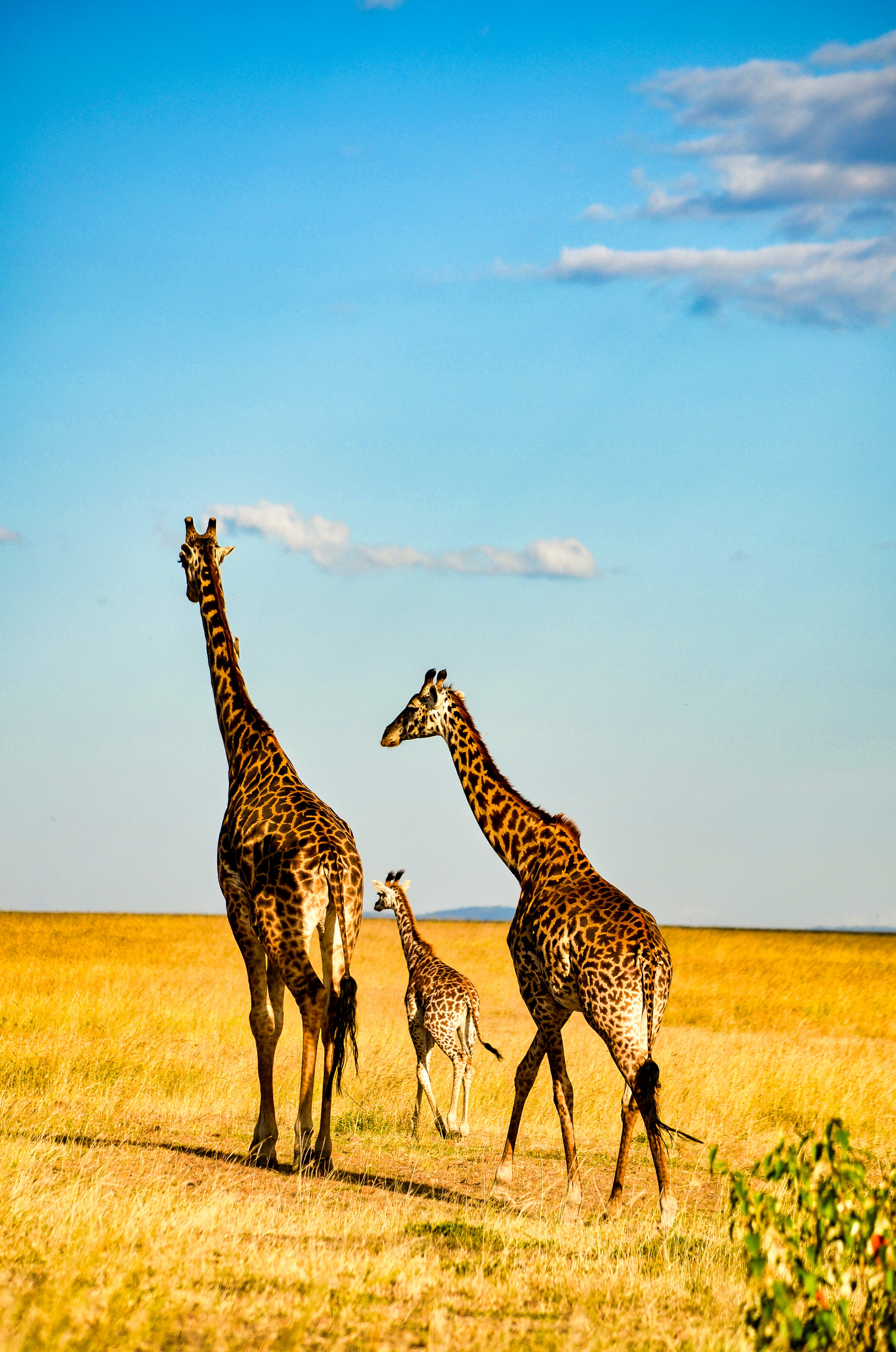 Nairobi National Park